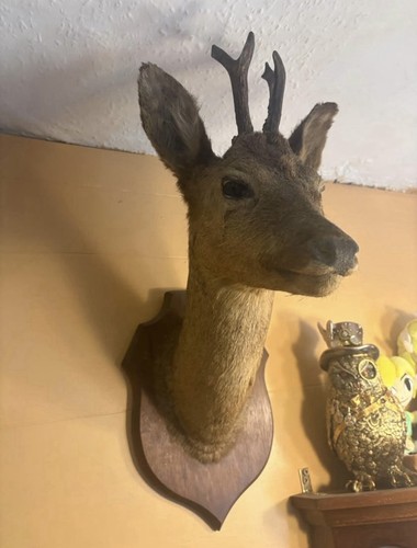 Vintage taxidermy roe deer - vintage,