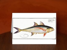 Rottler's Mackrel (Scomber