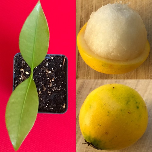 Lemon drop mangosteen garcinia - lemon,