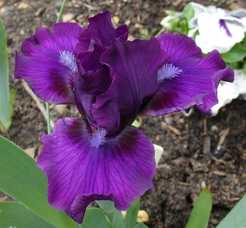 Std dwarf bearded iris - std.,