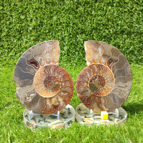 Ammonite fossil polished - , large