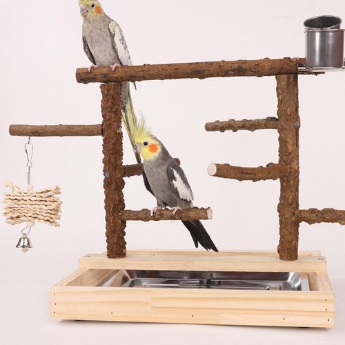 Parrot playground bird play - parrot,