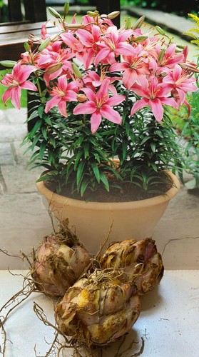Pink pixie dwarf - pixie,