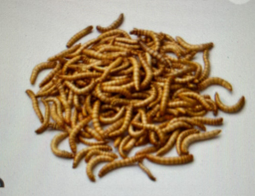 100 gms juicy untreated - 100,