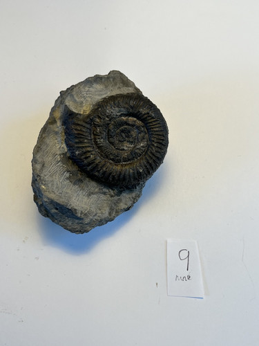 Large dactylioceras - large,