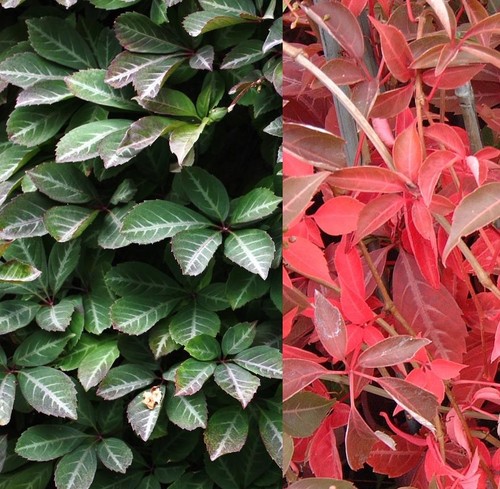 Parthenocissus henryana - parthenocissus,