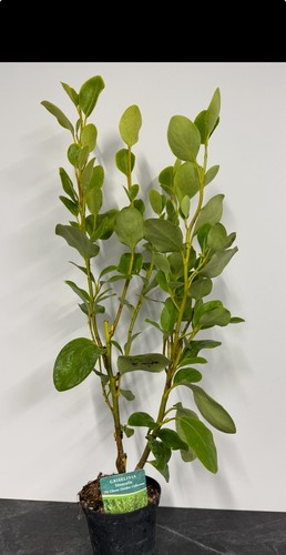 Griselinia littoralis - 10,