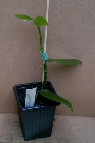 Young vanilla planifolia - a,