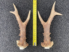 2 (1 pair) superb Scottish Roe
