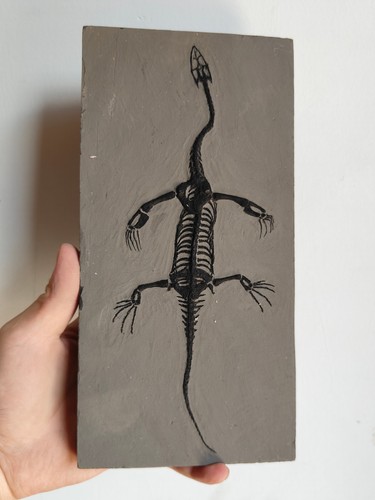 Keichousaurus skeleton fossil - skeleton,