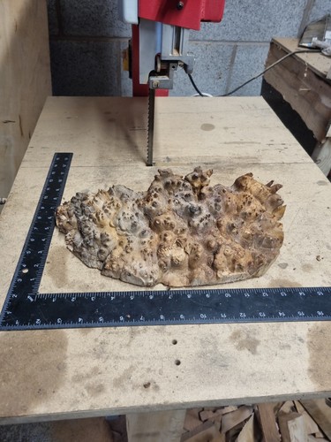 Elm burl cap - offcut, timber