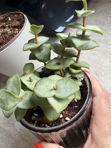 Crassula string large - string,