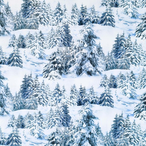 Snowy trees elizabeth - trees, elizabeth's