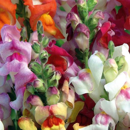 Antirrhinum large plug - 5,