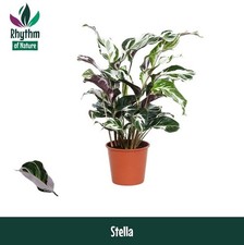 Calathea Stella White / Lilac