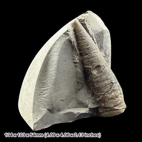 Belemnite phragmocone fossil - belemnite,