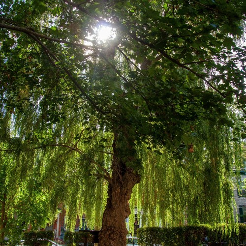 Salix babylonica tree - tree,, 360cm