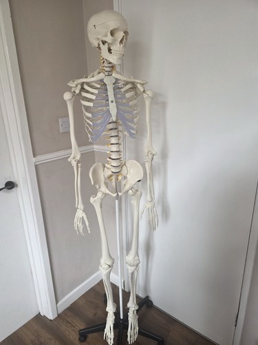 Medical skeleton full size - skeleton,
