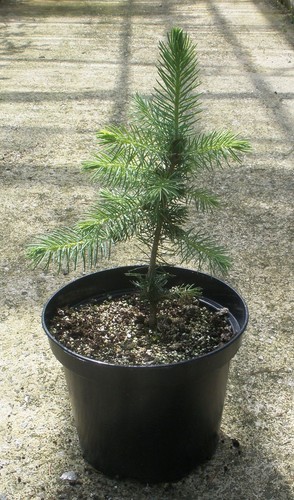 Serbian spruce picea omorika - serbian,