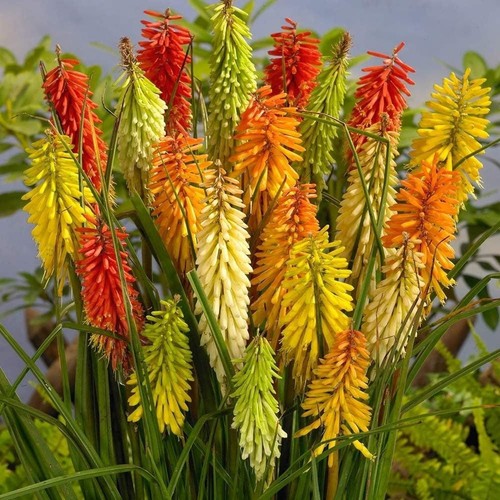 Kniphofia crown hybrids uvaria - kniphofia,