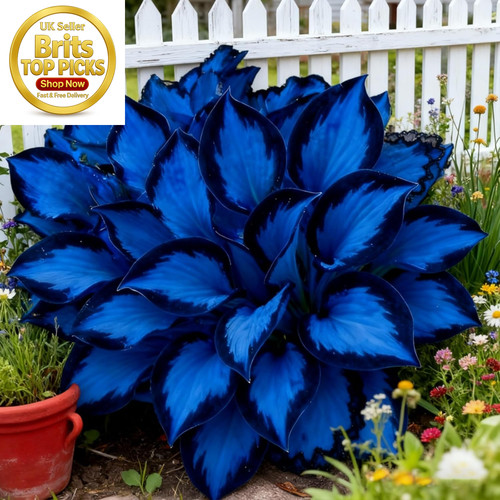 Midnight blue hosta bulbs - midnight,