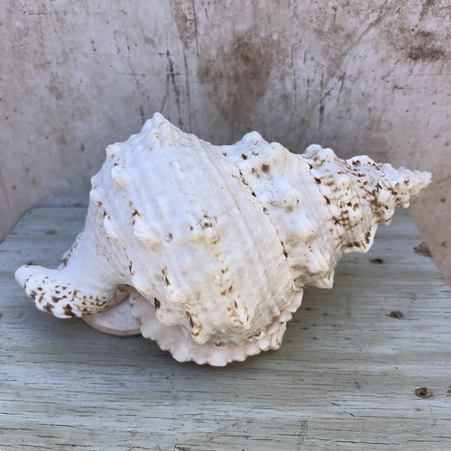 Large vintage murex sea - vintage,