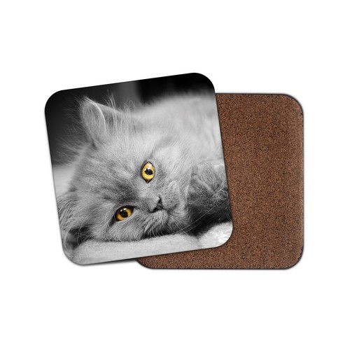 Blue british shorthair - blue,