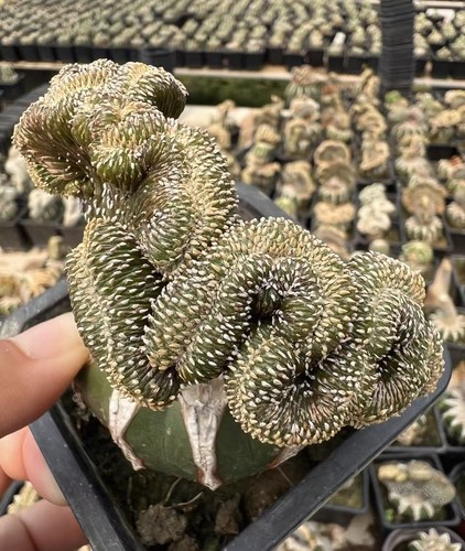 Rarecacti succulent - rarecacti,