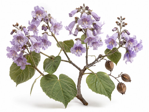 Foxglove tree seeds - tree, seeds,