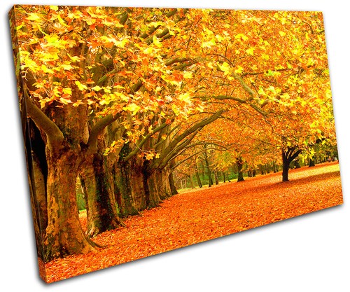 Autumn trees landscapes single - autumn,