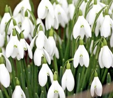 10 White SNOWDROP Live Plant