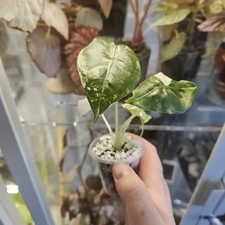 Alocasia FRYDEK Variegated
