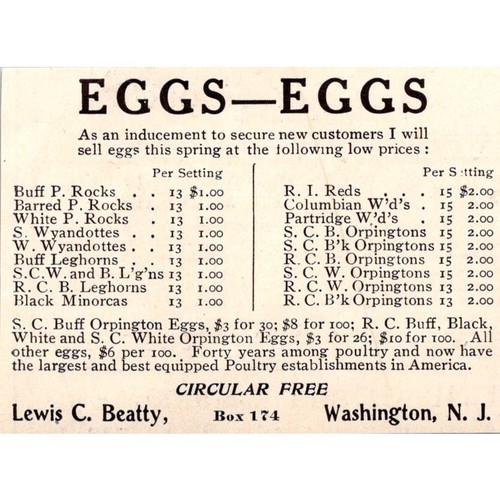 Buff orpington eggs - s.,
