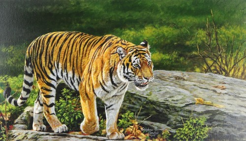 Stephen gayford jungle - stephen, gayford,