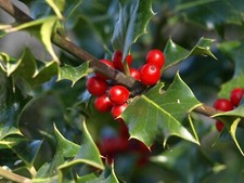 10 Holly Hedging Plants.
