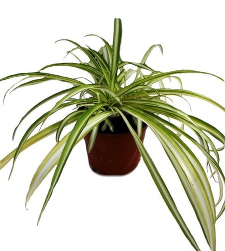 Spider plant chlorophytum - spider, (chlorophytum