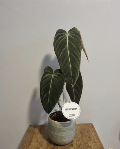 Philodendron melanochrysum - philodendron,