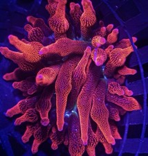 2” Black Widow Bubble Tip