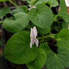 Viola odorata cordelia - viola,