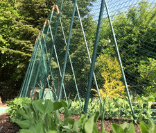 GardenSkill Bean Buddy HD  Pea & Bean Support Frame H: 2.4m L: 1.2m W:0.75m