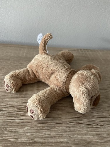 Marks spencer puppy - spencer, dog