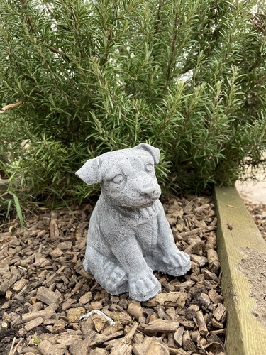 Jack russell pup garden - pup,