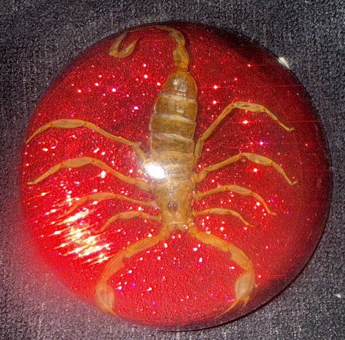 Encased scorpion insect - encased,