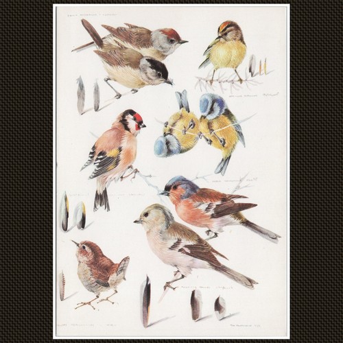 Garden birds mildred eldridge - birds,