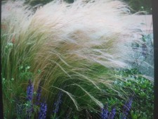 Ornamental Grasses -Stripa