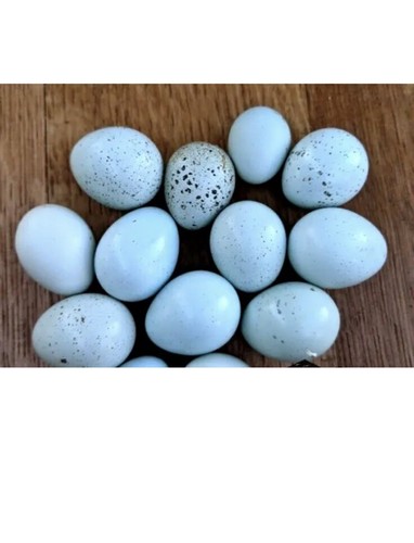 Celadon blue quail hatching - blue,