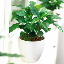 Coffea Arabica Plant - Premium 'Coffee' Decorative Indoor Houseplant 13cm Potted