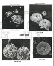 1990 Press Photo Rose