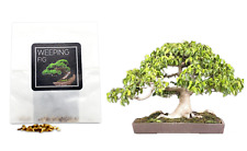 30 Weeping Fig Bonsai Seeds | Grow Your Own Bonsai Tree | Bonsai Beginner Gift