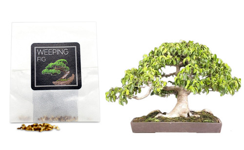 Weeping fig bonsai - 30, seeds